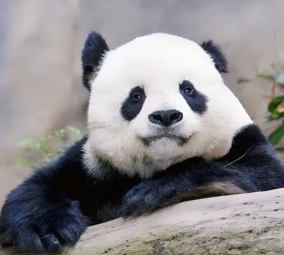 大熊猫高高成长,野生大熊猫高高学爬树