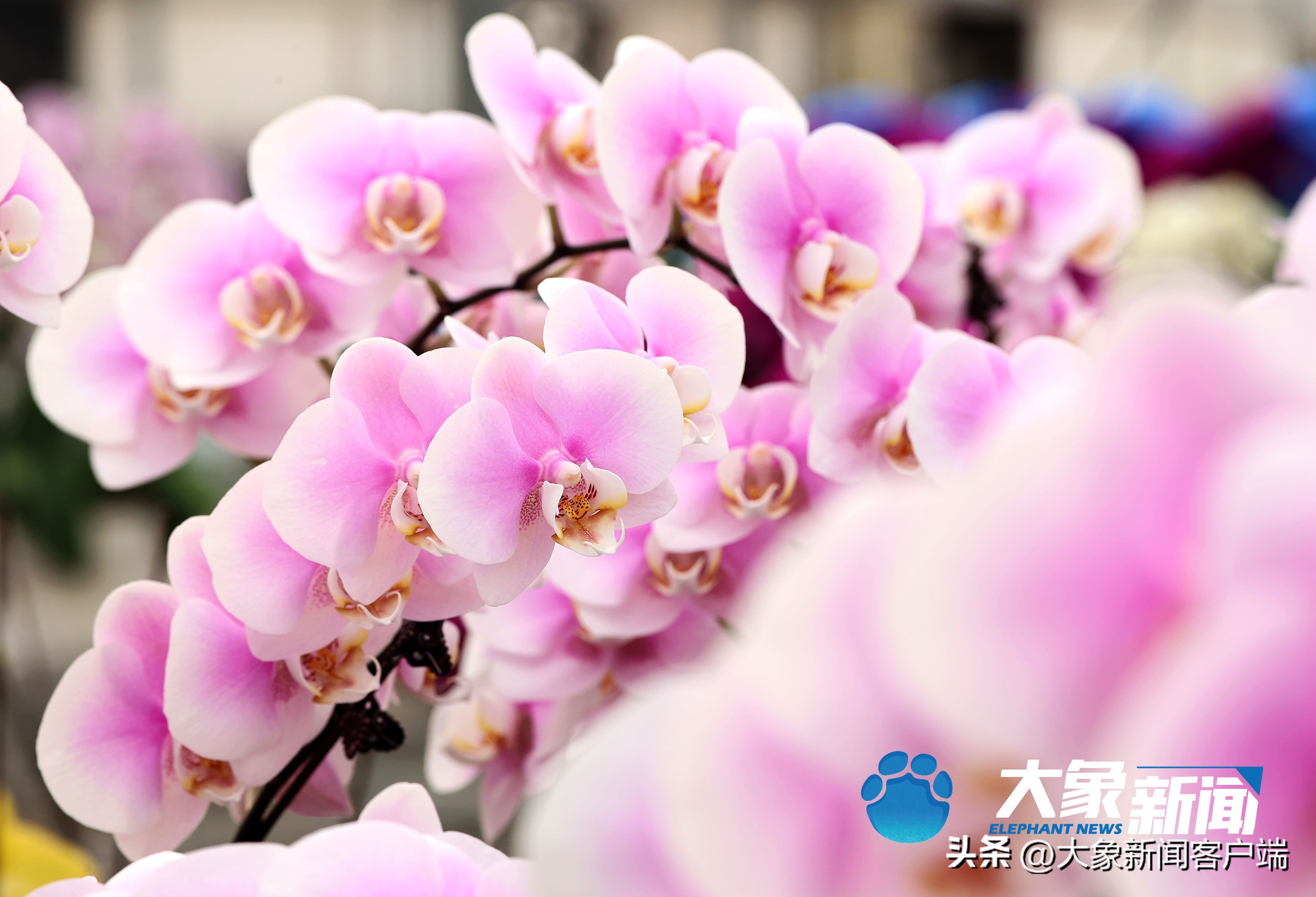 最新蝴蝶兰品种盆栽,河南本地蝴蝶兰