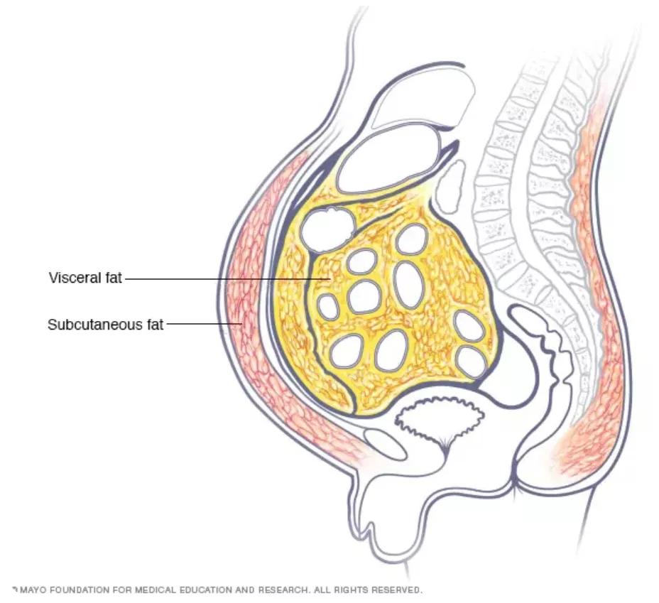四肢细肚子大怎么减,如何减肚子最简单的方法
