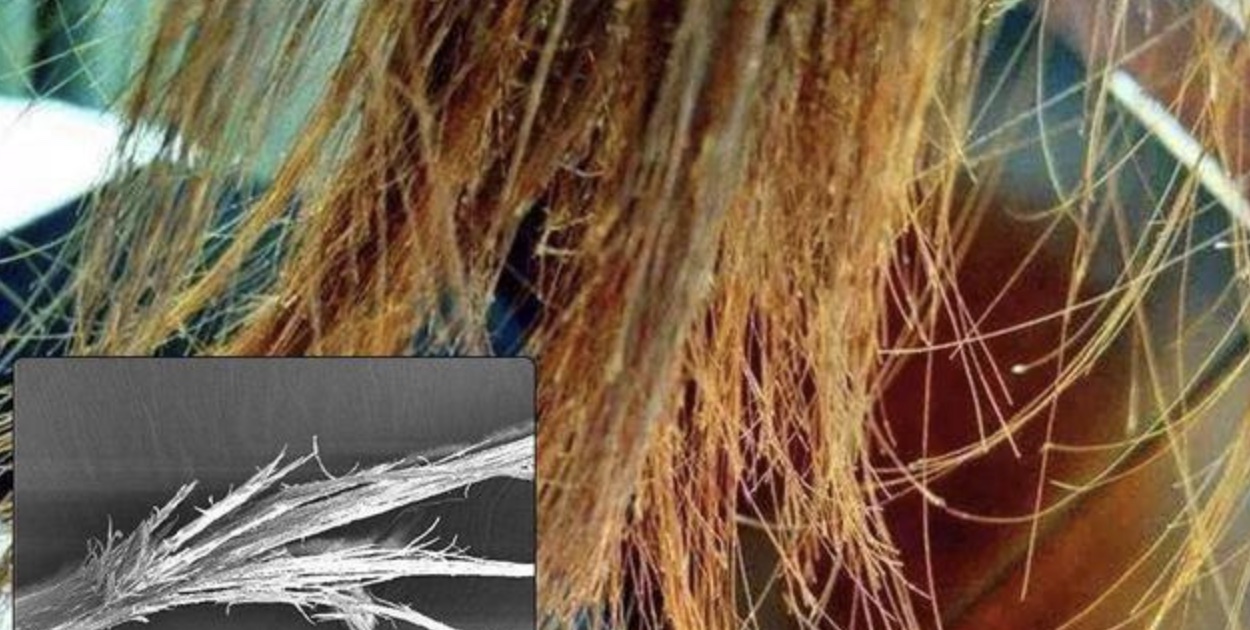 植物养发里面含些什么成分,植物养发有哪些功效