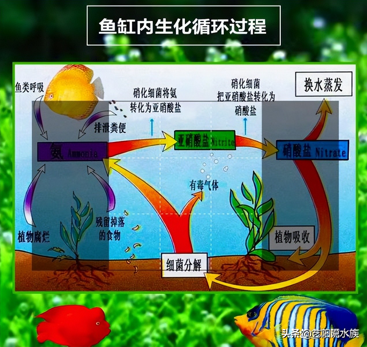 好的硝化细菌应该是怎样的,硝化细菌是怎样发挥作用的