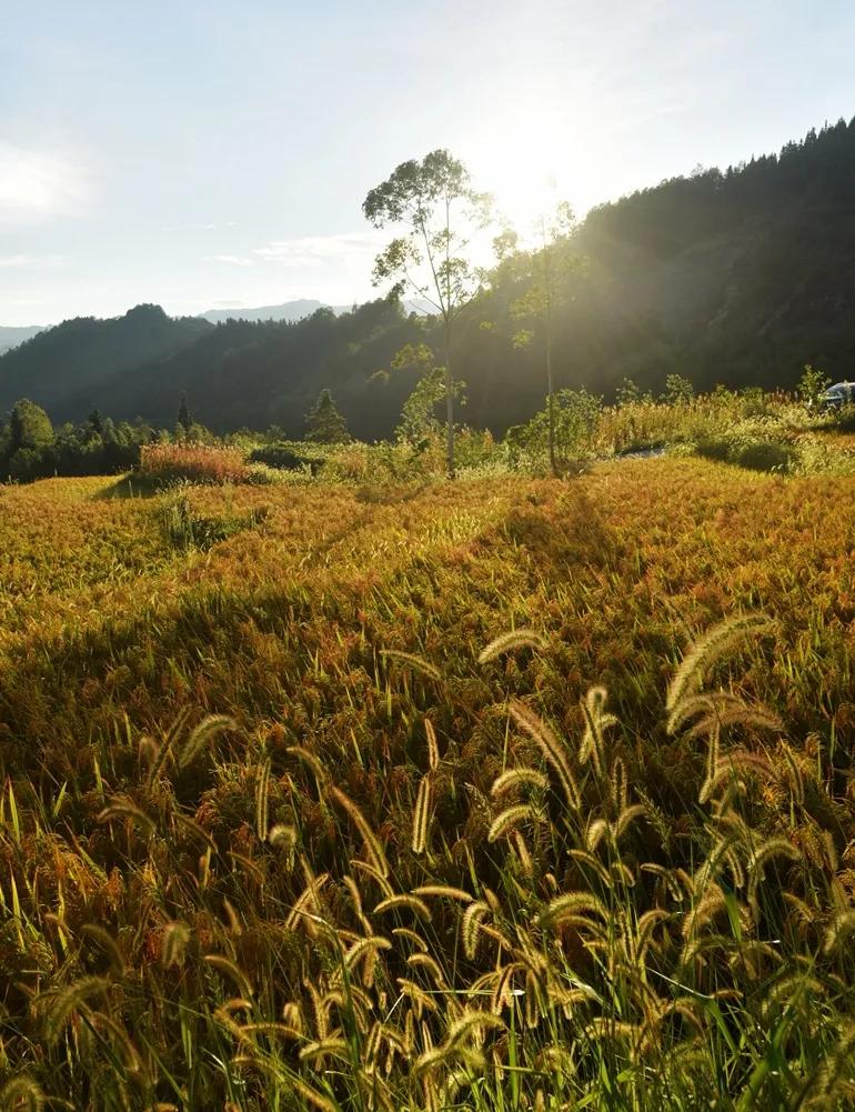 稻菽飘香各地丰收忙,稻菽飘香图片