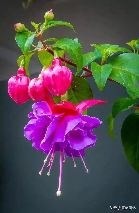 人生的感悟是沉甸甸的,人生其实就是感悟的过程