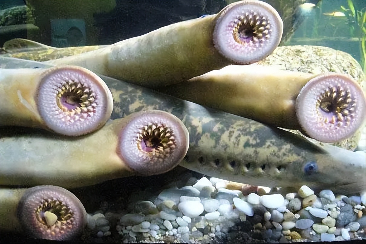 这些鱼都吃过，我是怎么活到现在的？！