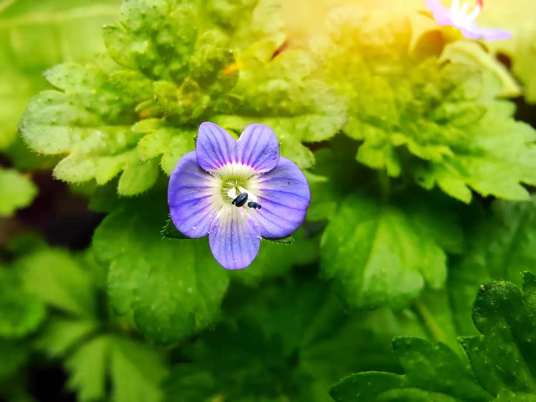 古人穿紫色衣服的象征意义,紫色的象征意义是什么