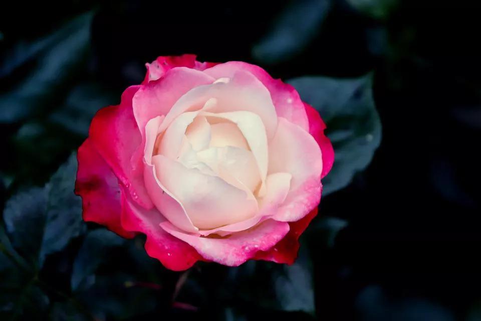 520适合发朋友圈的配图爱情,入目无别人四下皆是你英语