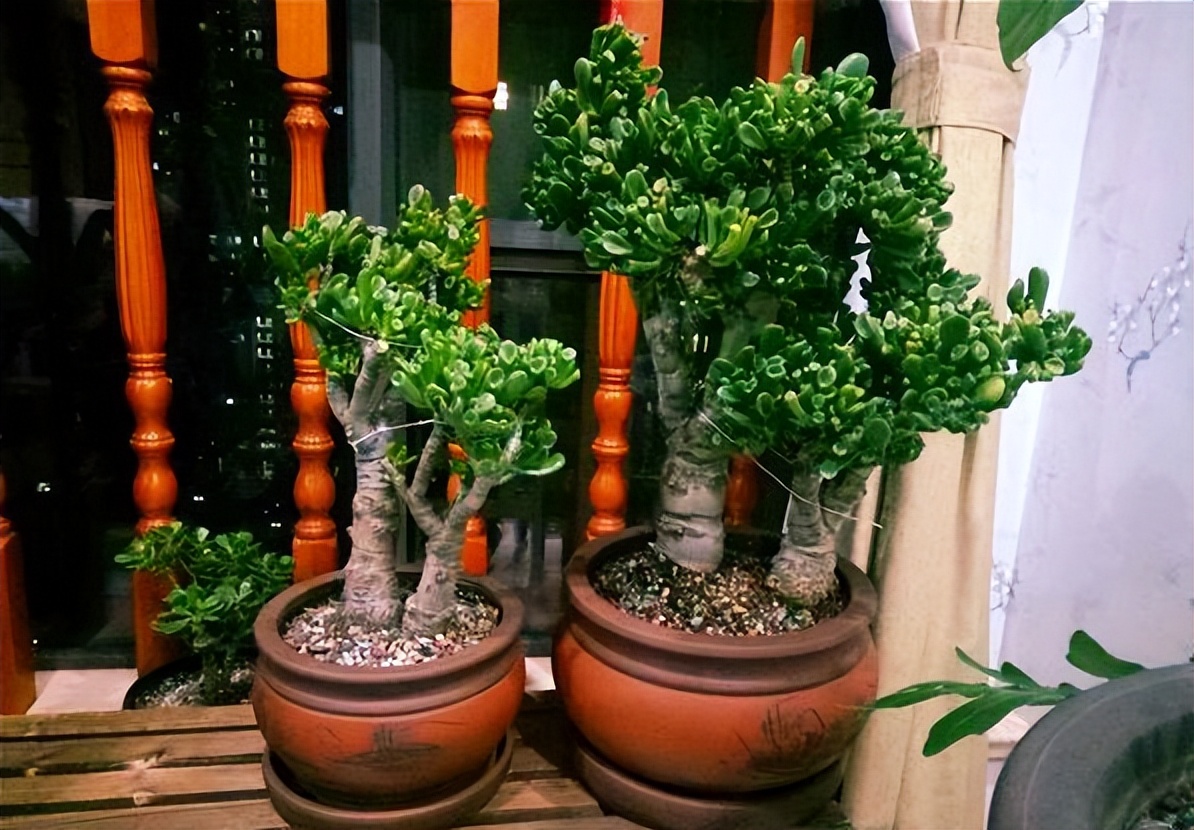 老人说，客厅见树，10家有9富，说得是真的吗？推荐9种吉祥树