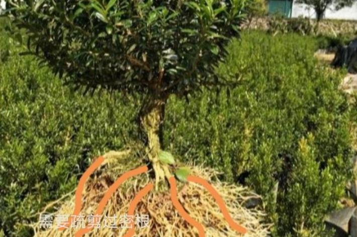 没有造型的罗汉松树苗,没根的造型罗汉松能养活吗