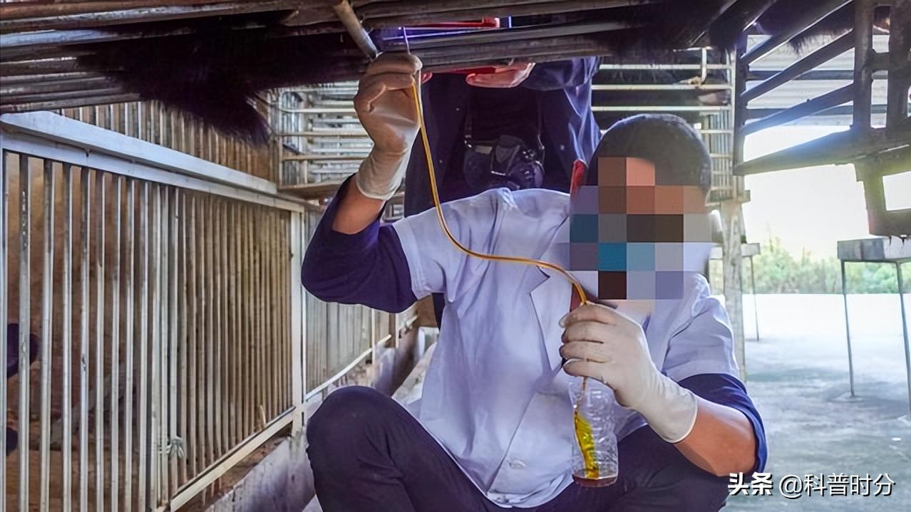 小黄毛捡到一只小狗,15年前村民捡到一只小狗