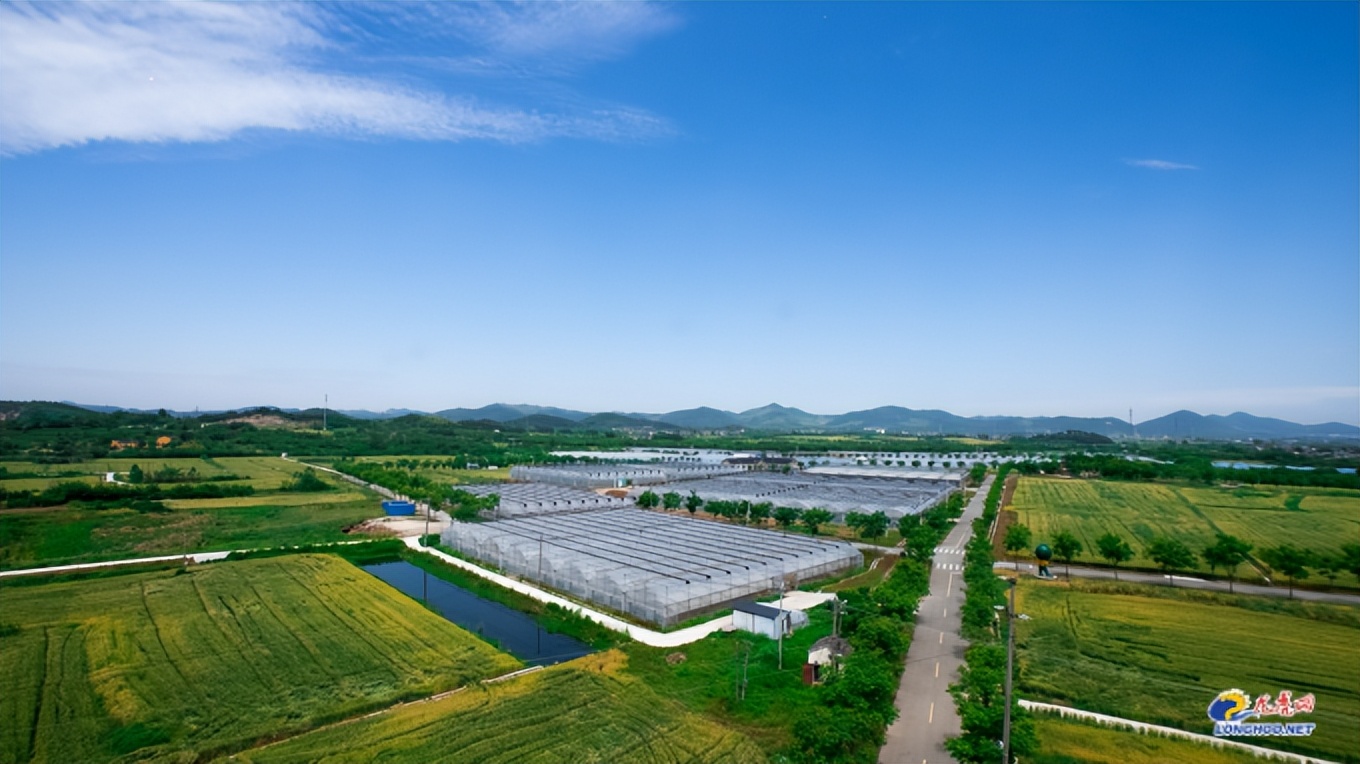 南京江宁：满满“技术力”种出“三好”横溪瓜