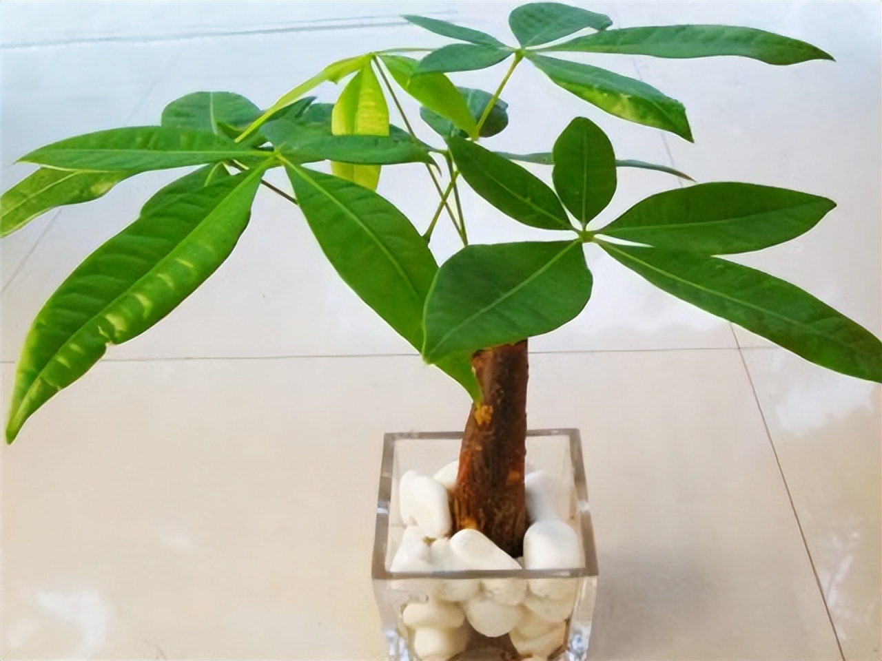 家居养花注意事项,家里养花再贵也要养3种花