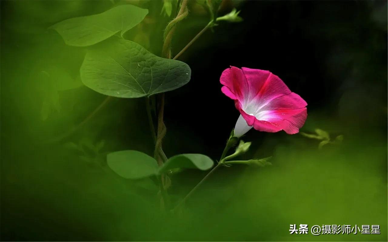 小小牵牛花鲜艳夺目,小小牵牛花教学