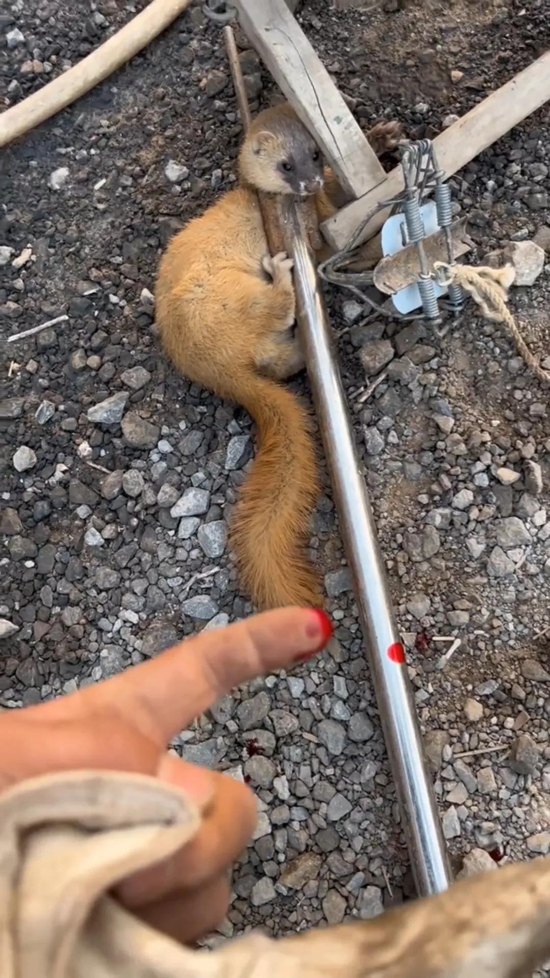 我被黄鼠狼咬伤的第一天：手指红肿，嗜睡的征兆已经出现！