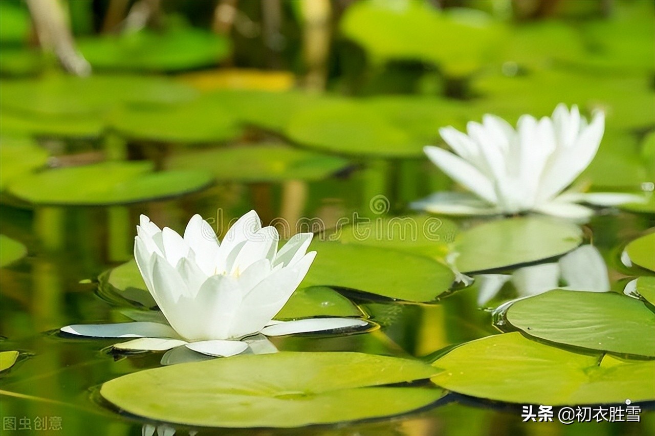 睡莲古诗文,睡莲的诗句古诗