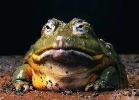 诗和美应多元化：人面桃花是美，屎壳螂癞蛤蟆也别有趣味