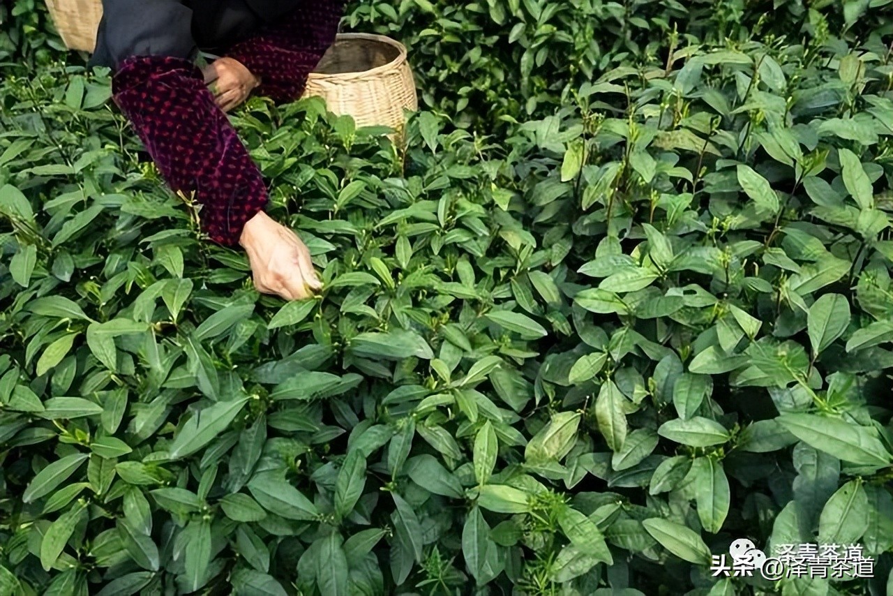 福建中国茶叶第一大省,中国茶叶排名第一省