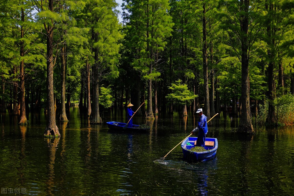 上海附近的森林秘境,上海惊现的森林秘境