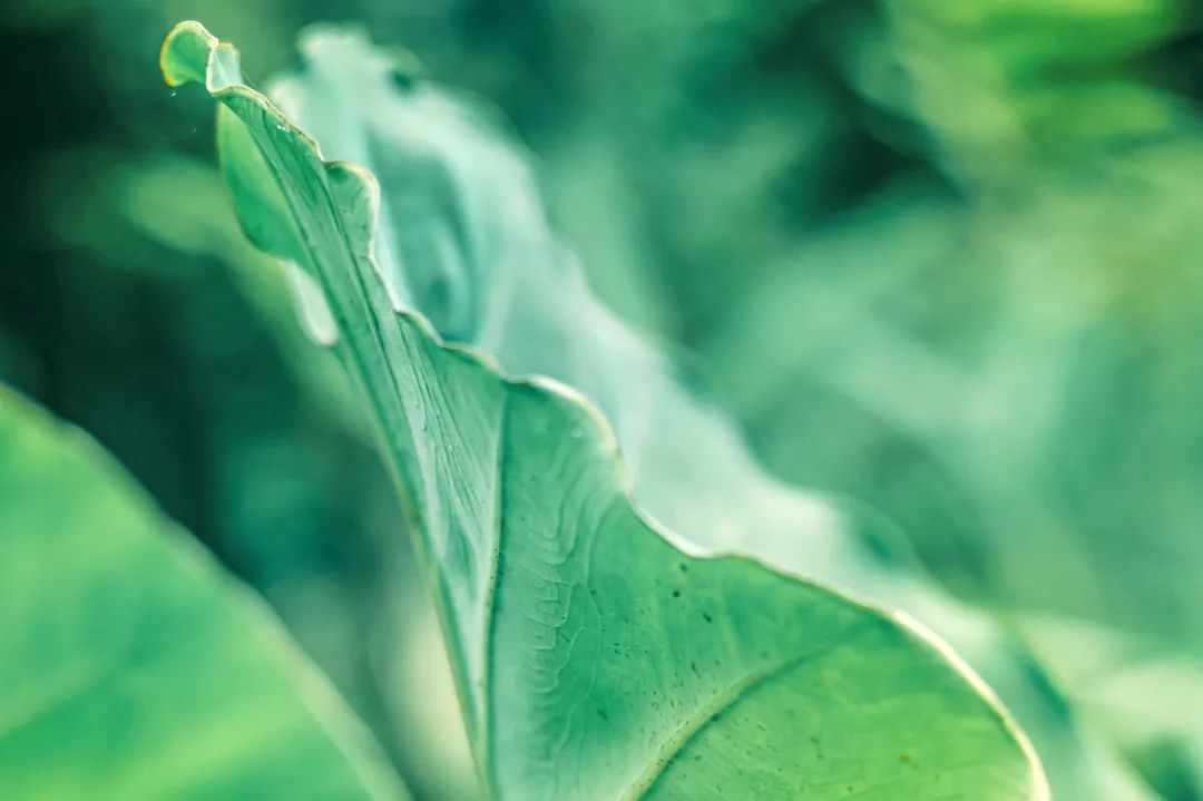 99个中华传统文化的英文表达,知识分享传统文化英文表达