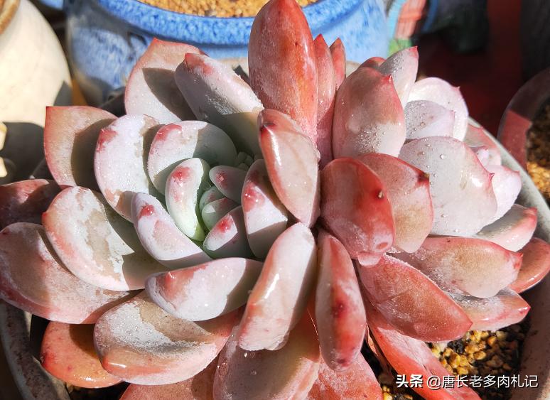 多肉小苗如何快速养大,怎么把多肉小苗养得粗壮