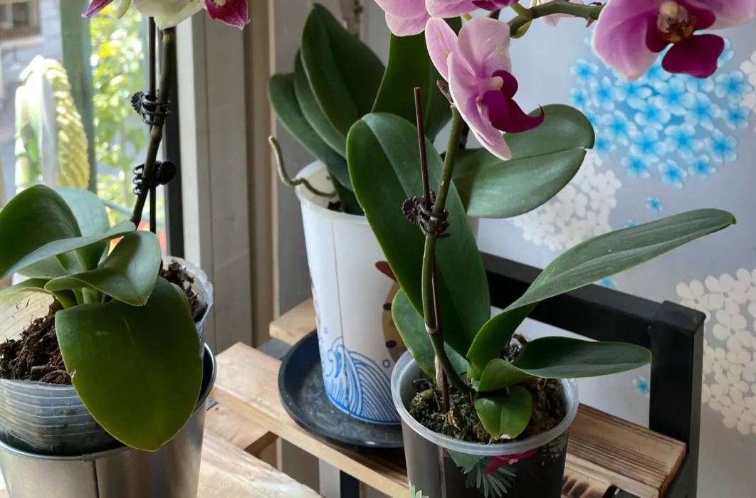 新手养蝴蝶兰技巧,新手养蝴蝶兰怎么养