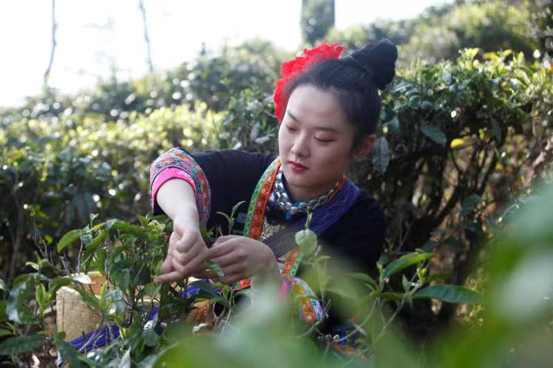 凤庆滇红自然条件,凤庆滇红茶叶之乡简介