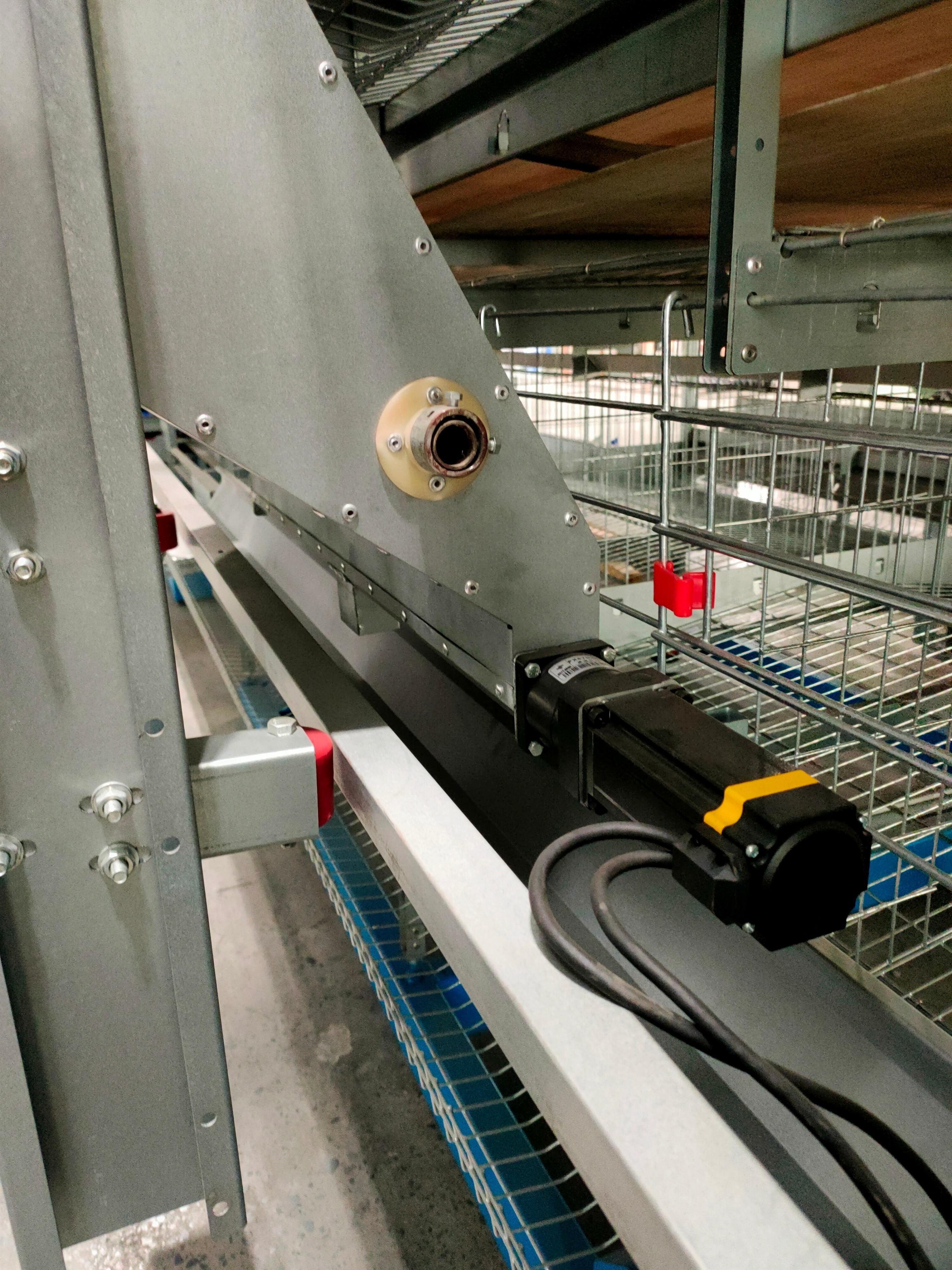 养鸡饲养管理全程,养鸡精细化管理一键解决养殖难题