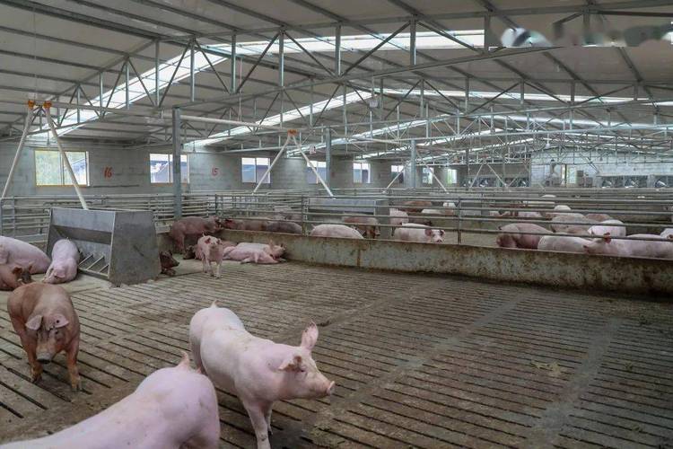 生态猪的养殖方法,生态猪养殖新模式循环养殖