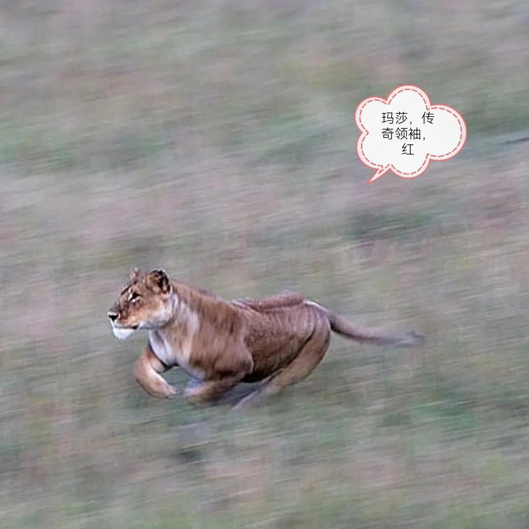 玛莎讲述成长经历,玛莎经典故事