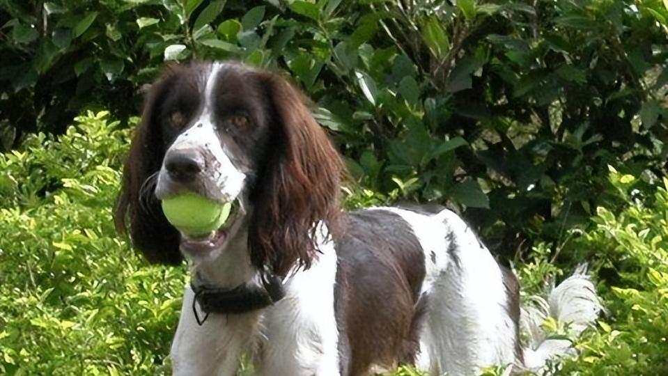 史宾格有什么特点,史宾格优点和缺点