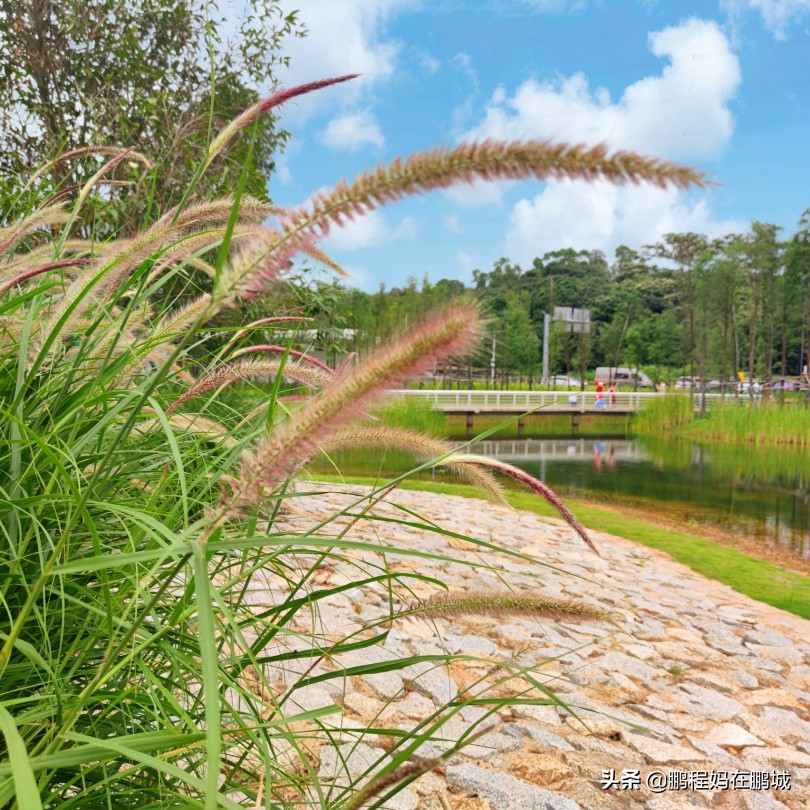 观澜最近翻新过的公园,龙华观澜中心公园