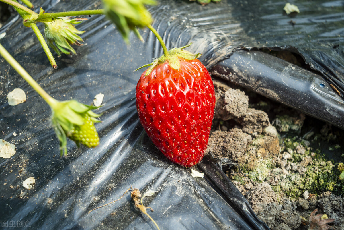 大棚很多杂草很高怎么处理,夏天杂草疯长怎么办
