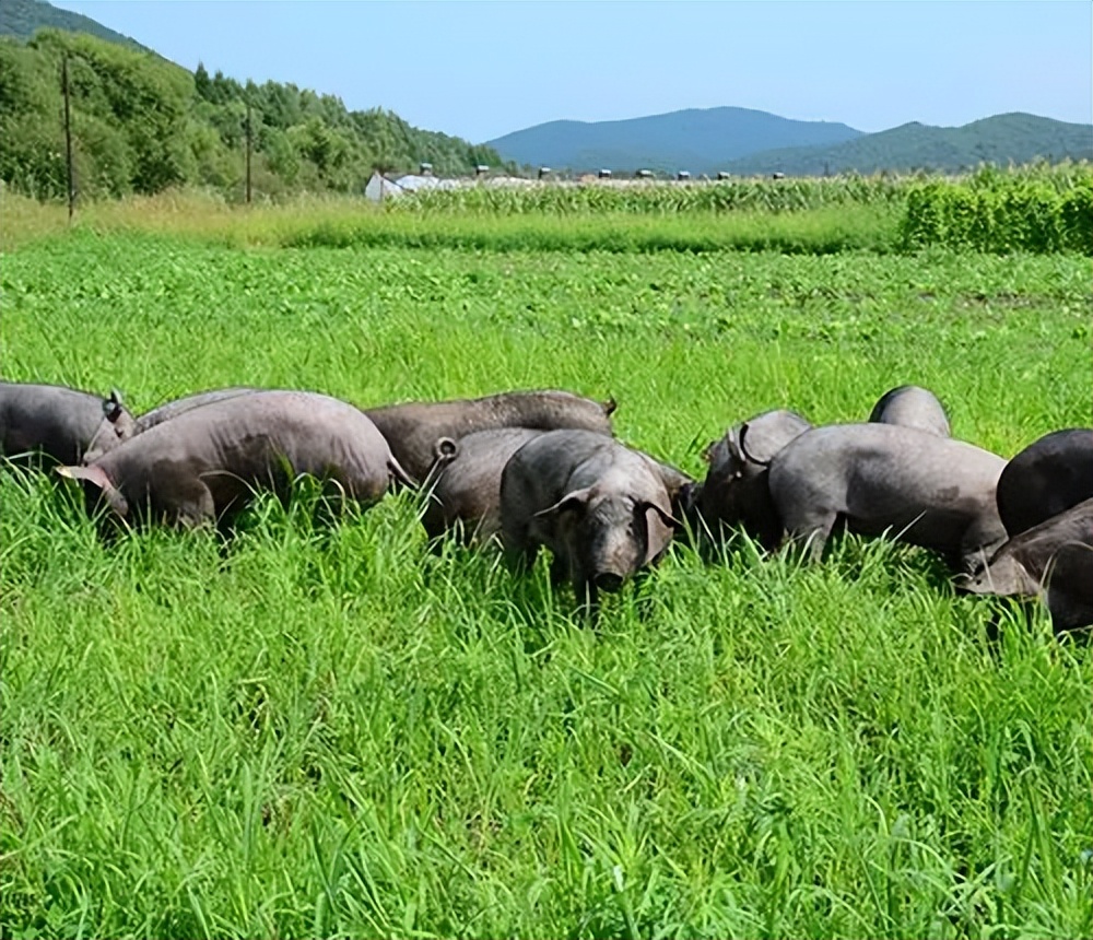 生态猪的养殖技术和方法,生态猪的养殖方法和销量