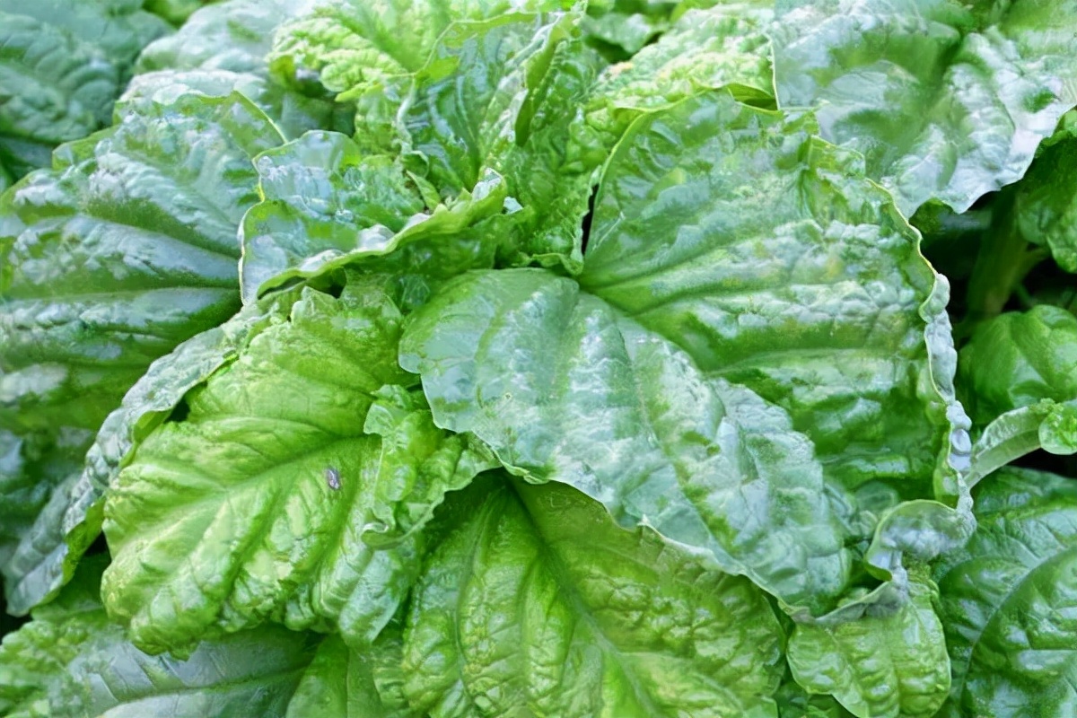 甜罗勒和荆芥 (甜罗勒与九层塔荆芥)