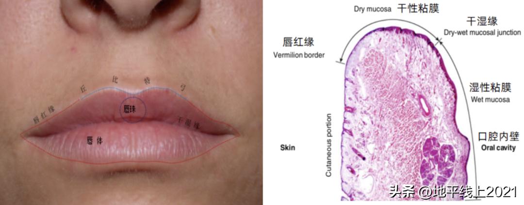唇色深怎么办怎么变淡,唇色深怎么办四大技巧改善唇色深