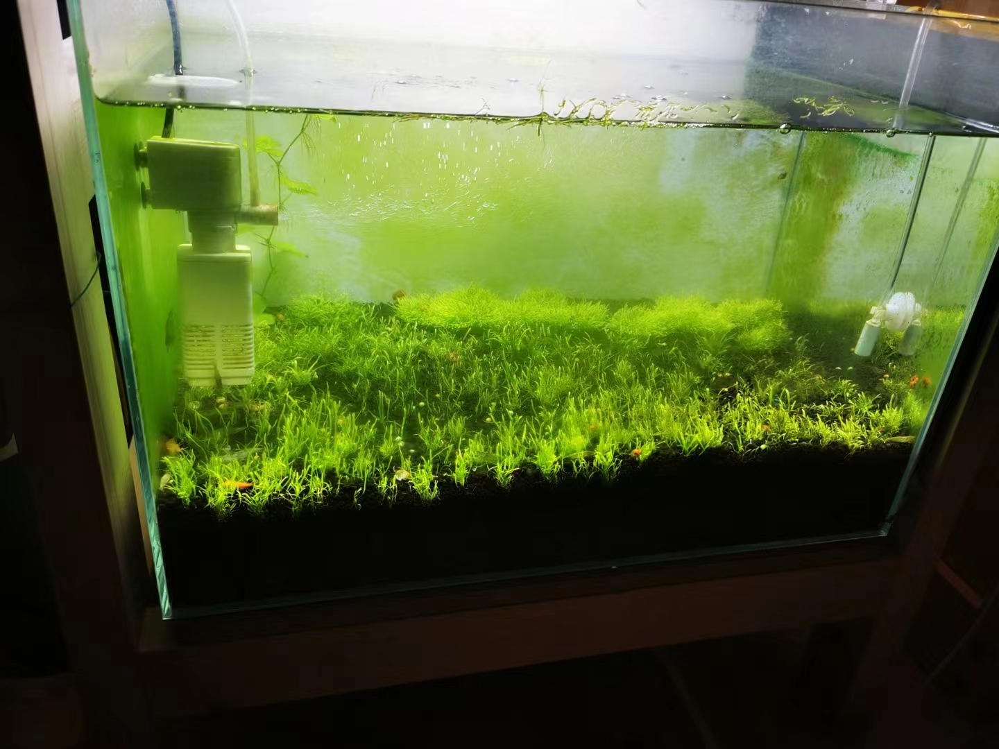 藻类植物可以预防疾病吗,杀菌盐可以预防藻类吗