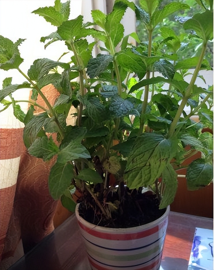 助睡眠的植物有哪些,能促睡眠的植物