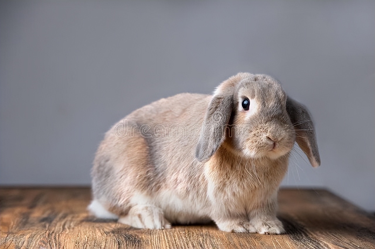 兔子脚上长癣用什么药最好,兔子身上长癣脱毛用啥药