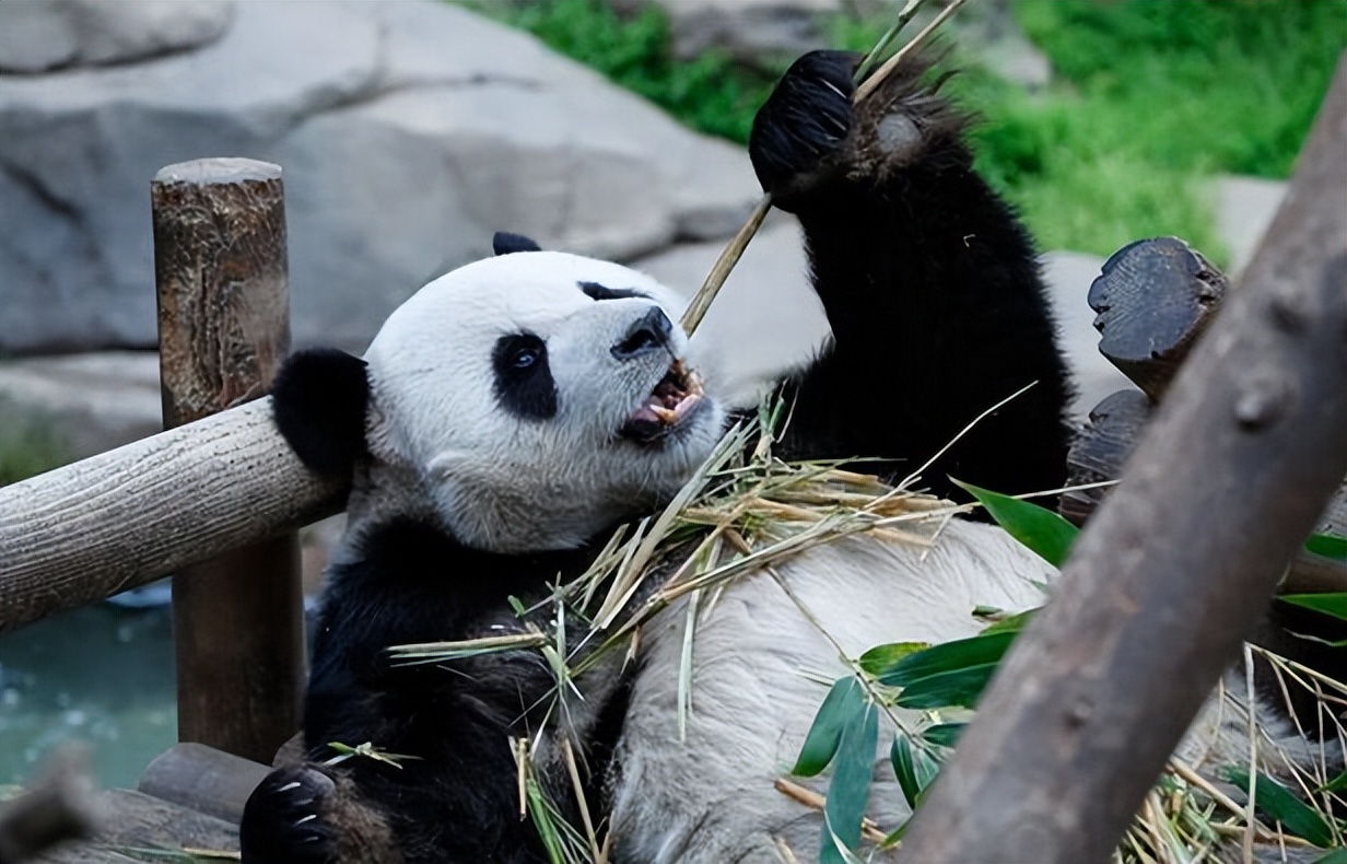 印度屡次向中国求借大熊猫遭拒，卡塔尔却一次成功？背后有何原因