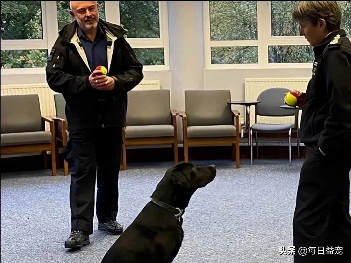 警犬上班偷懒被发现,警犬被开除原因笑喷