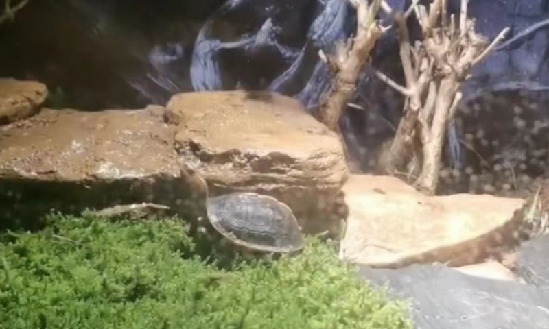 黄缘龟怎么培养,黄缘龟和黄缘闭壳龟有什么区别