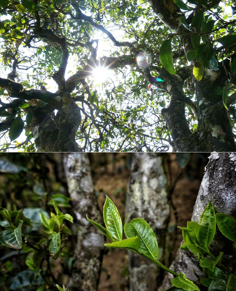 冰岛五寨品鉴,冰岛五寨的口感与香气