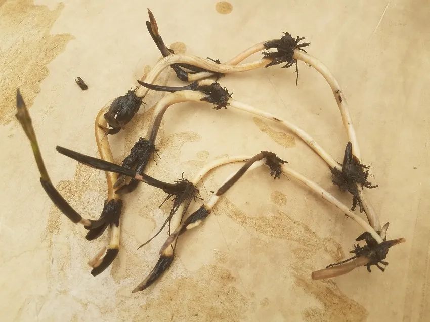 新手种碗莲施什么肥,详解碗莲种植养护的方法完全篇