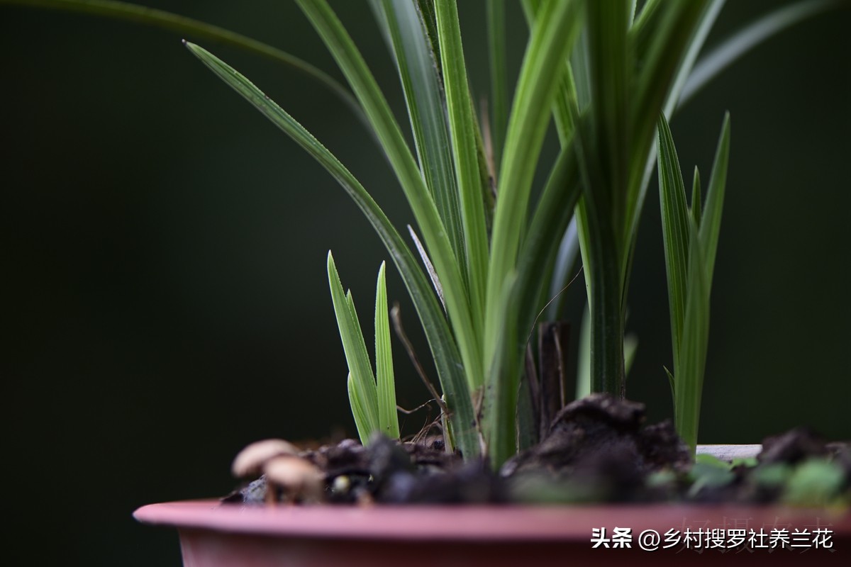 新手兰花不开花怎么办,新手养兰花不能做的事
