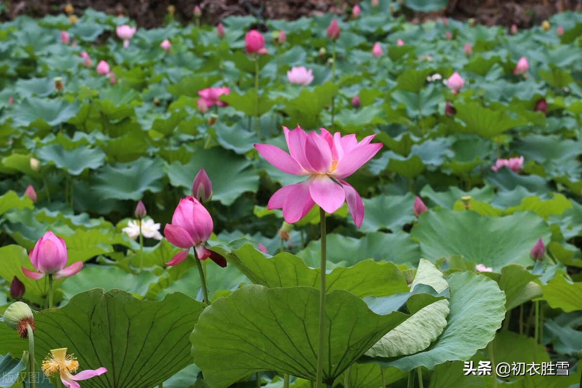 荷花消暑美诗七首：冷艳已能消酷暑，暗香时复散清风