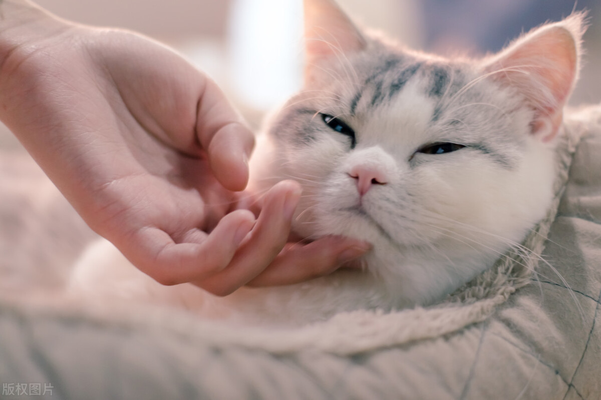 猫行为纠正师学习,猫行为学课程