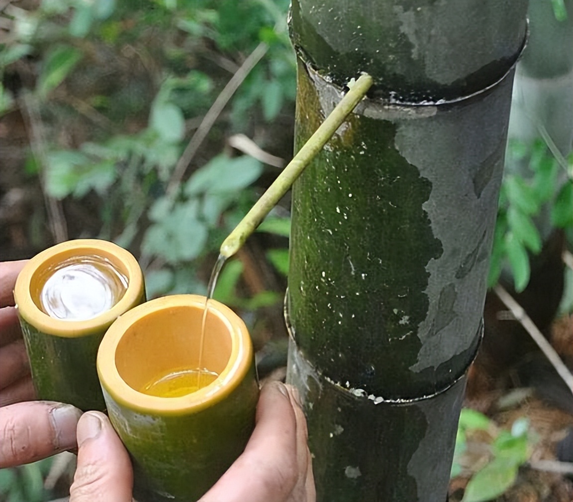 洞藏老酒、酒糟埋酒、竹筒酒、发霉老酒都是假冒伪劣，你被骗过吗