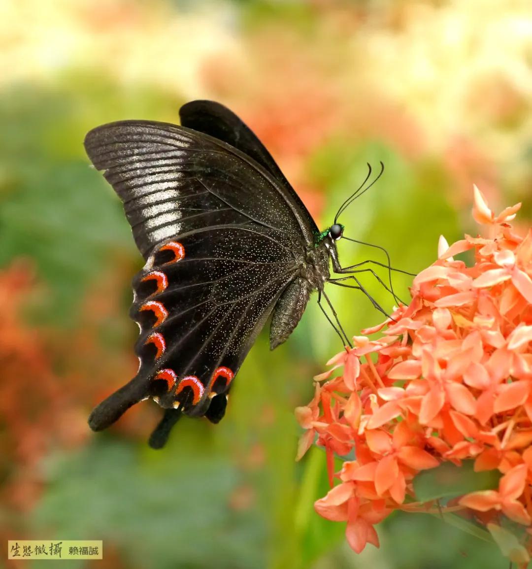 从化区宜居环境,广州市从化区绿色家园