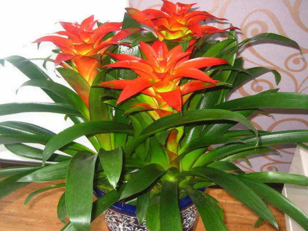 养在家里富贵花有哪些品种,盆栽富贵花怎么种植最好