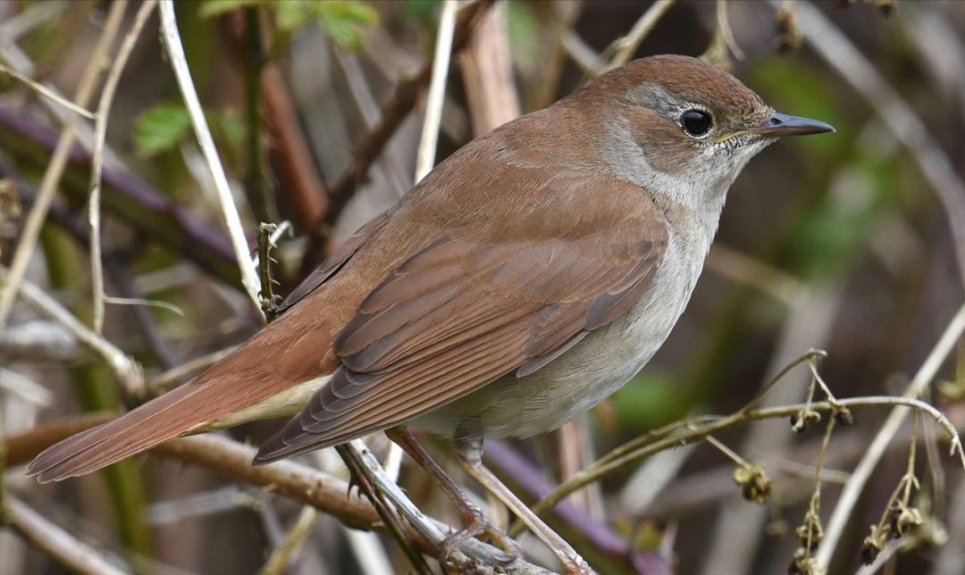 50张最佳鸟类摄影作品,鸟儿大全大图