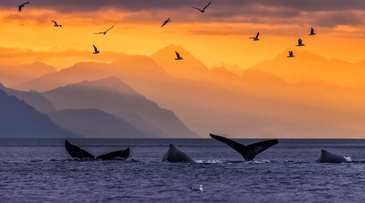 沙俄出卖阿拉斯加美国付款了吗,沙俄为何要把阿拉斯加卖给美国